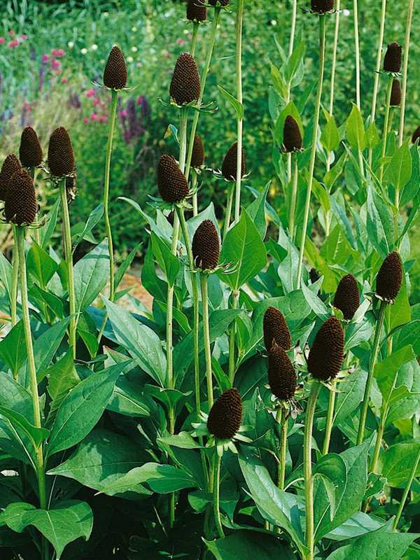 RUDBECKIA OCCIDENTALIS GREEN WIZARD FLOWER SEEDS 10 seeds