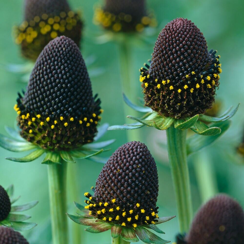 RUDBECKIA OCCIDENTALIS GREEN WIZARD FLOWER SEEDS 10 seeds