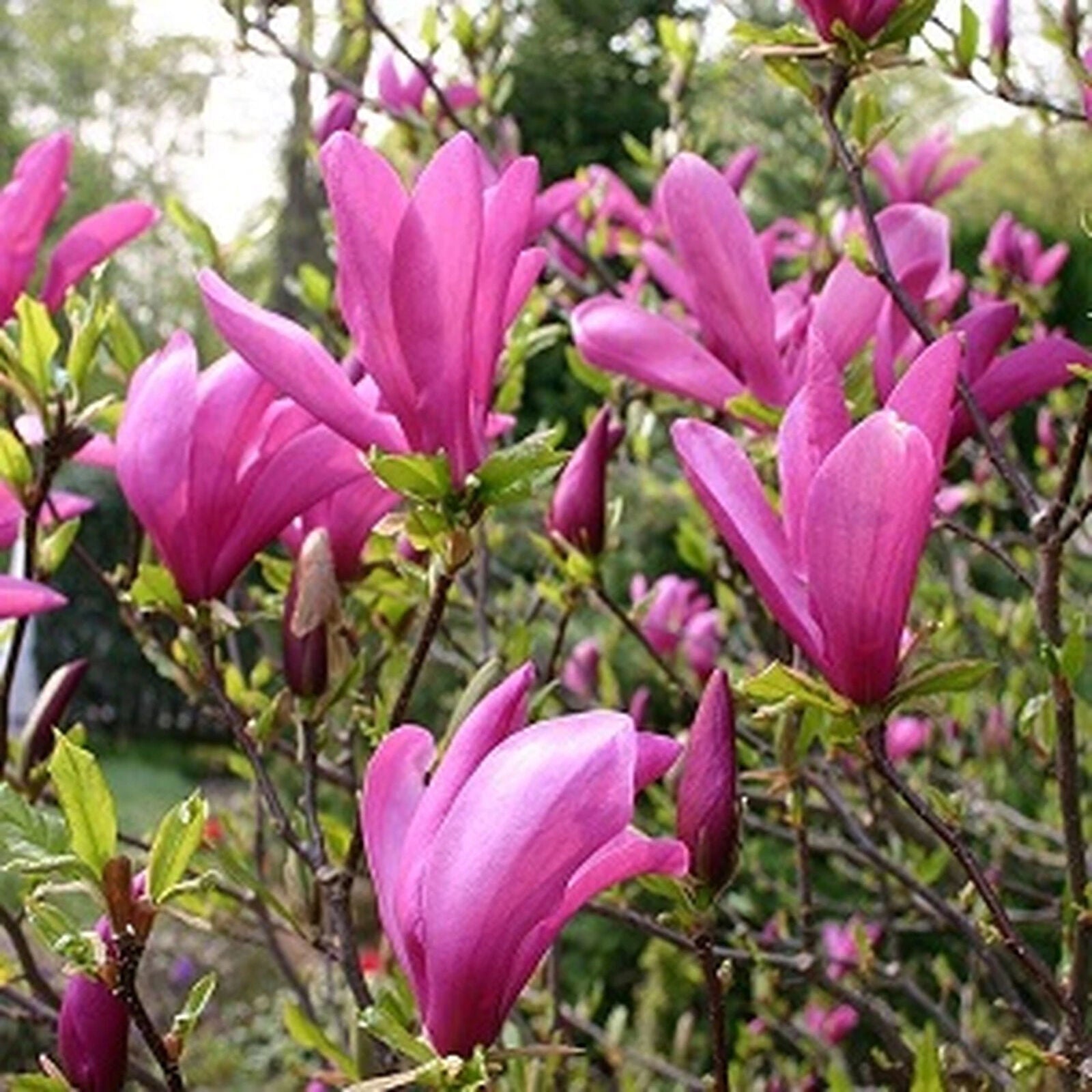 Magnolia 'Susan' Tree | Potted Trees for Small Gardens Border Patio Plants 2-3ft