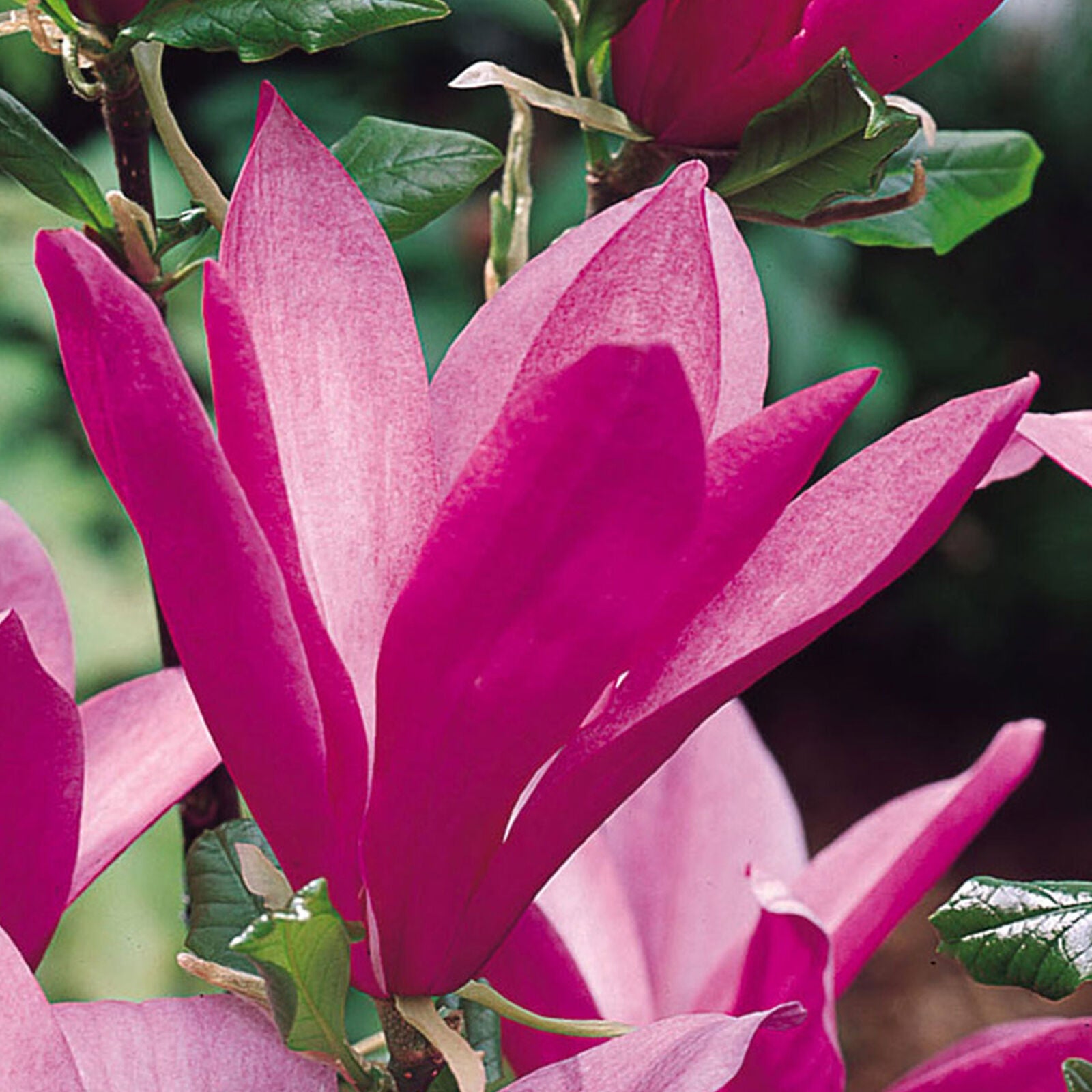 Magnolia 'Susan' Tree | Potted Trees for Small Gardens Border Patio Plants 2-3ft