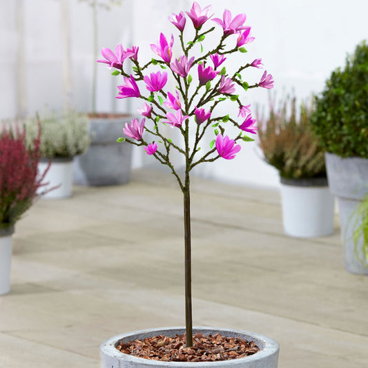 Magnolia 'Susan' Tree | Potted Trees for Small Gardens Border Patio Plants 2-3ft