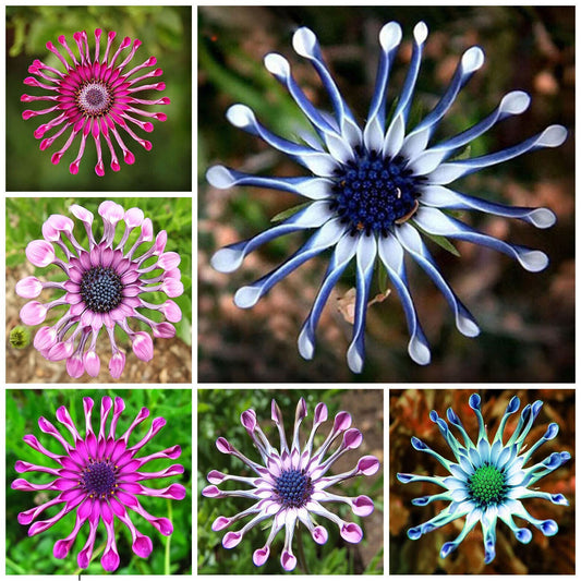 Mix Daisy Osteospermum Seeds Rare Stunning Garden Plant