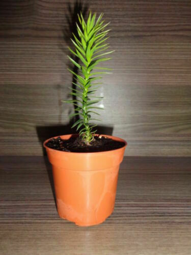 Monkey Puzzle Tree - Araucaria araucana - Seedling 8-10cm tall