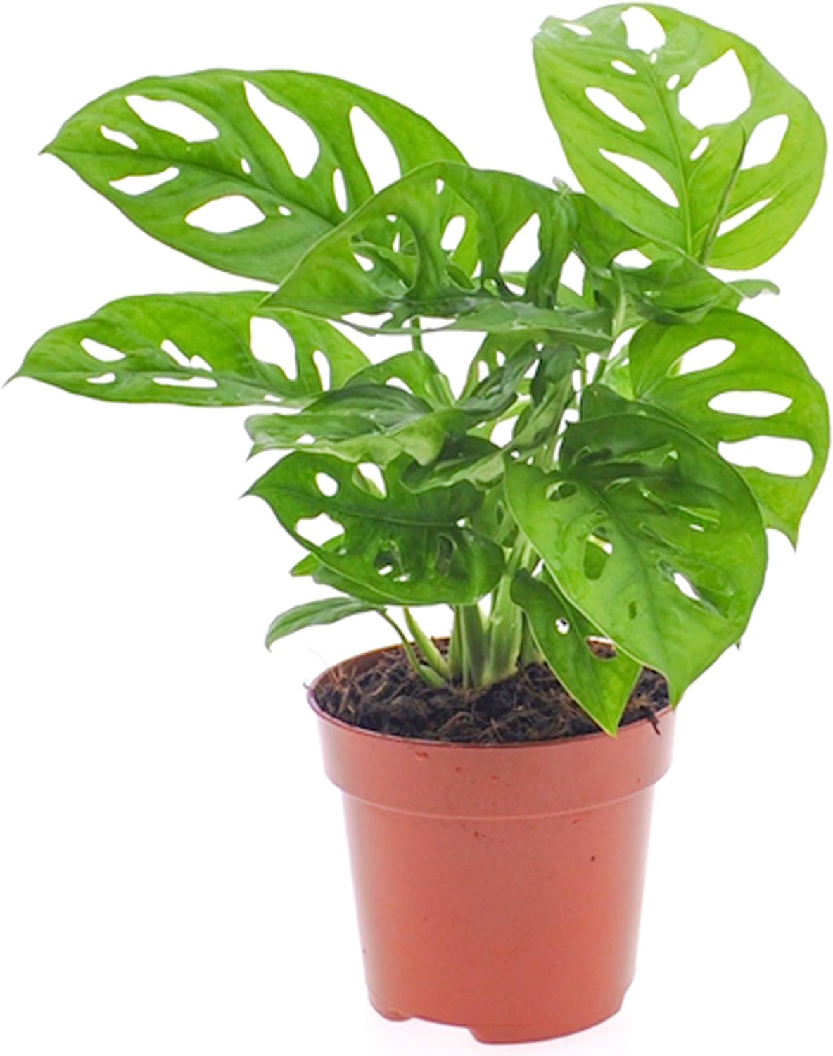 Vibrant Monstera Obliqua - Monkey Leaf | Indoor Potted Houseplant | 20-30cm with Pot