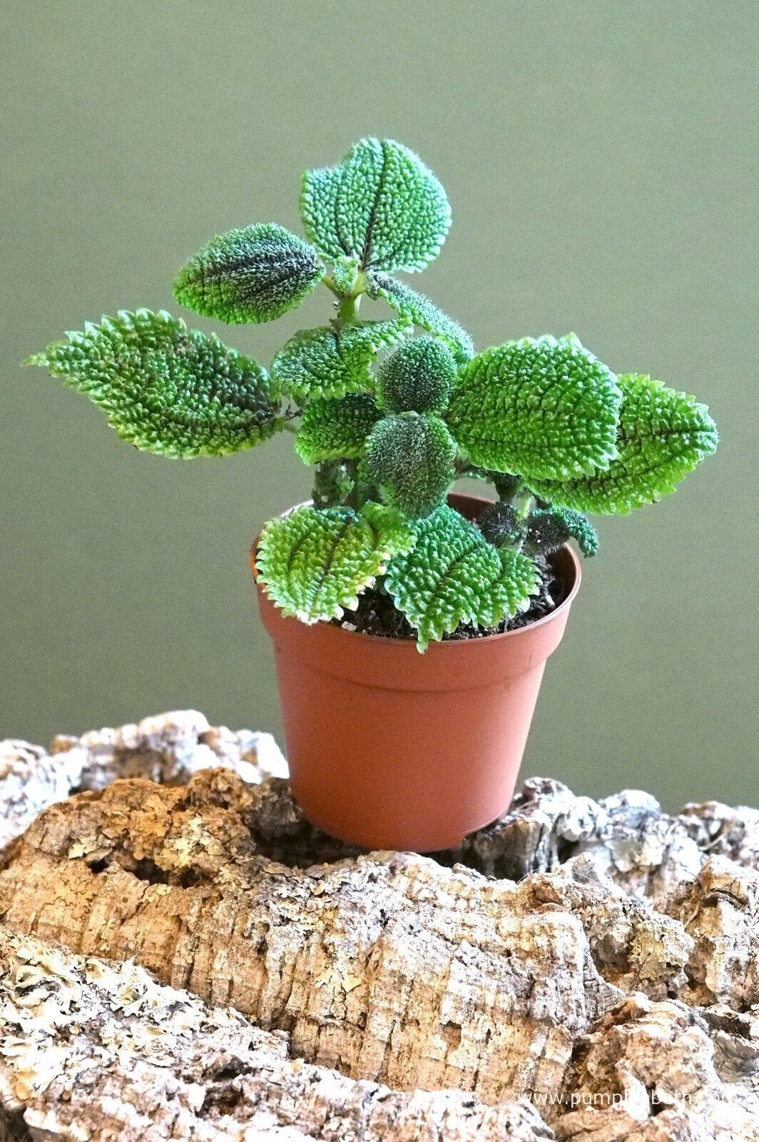 Pilea involucrata 'Moon Valley' Tropical Indoor Air Purifying Plant in 6cm pot