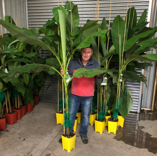 Musa Basjoo Fully Hardy Banana Fruit Tree 60-80cm Tall in a 3 Litre Pot