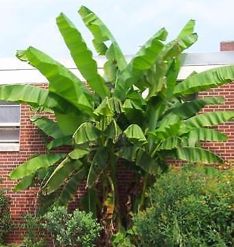 Musa Basjoo Fully Hardy Banana Fruit Tree 60-80cm Tall in a 3 Litre Pot