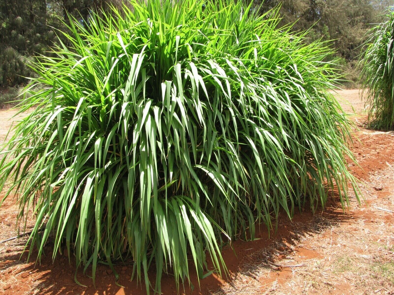 Napier Grass 20 fresh seeds | Very Fast Growing UK Hardy