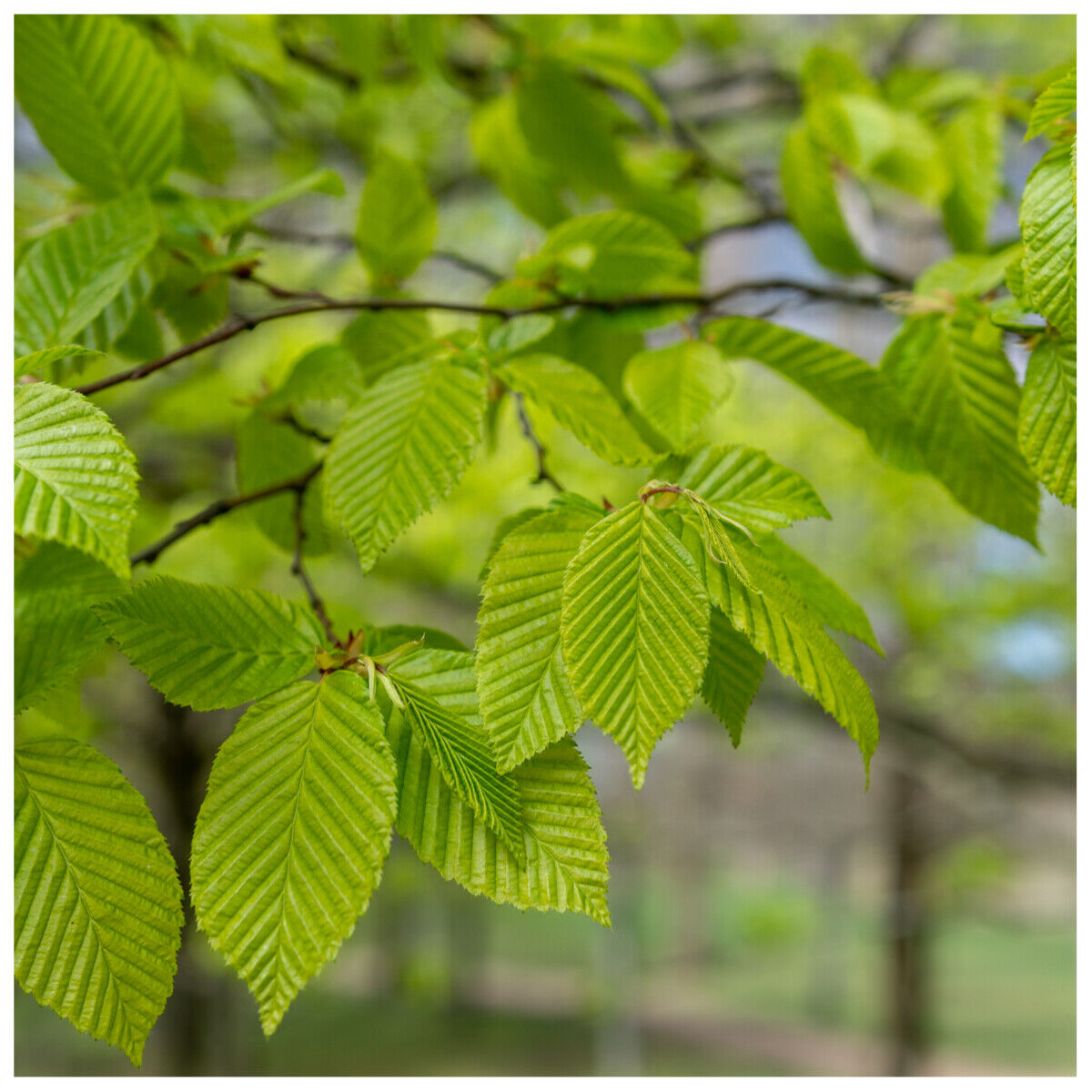 10 Hornbeam 2-3ft Hedging Plants,60-90cm Carpinus Betulus Trees