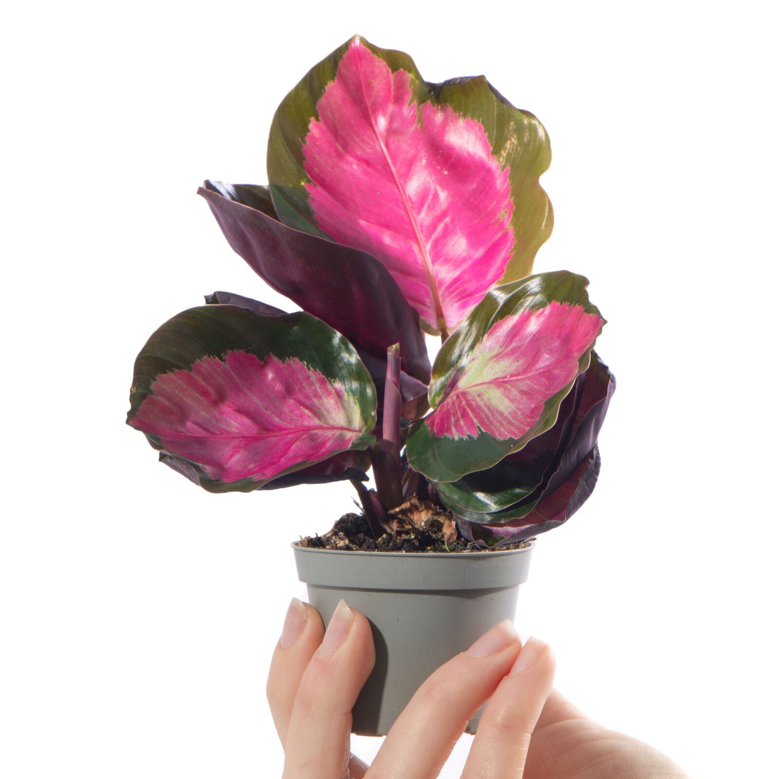 Baby Prayer Plant Calathea Purple Roseopicta Rosy Evergreen Small Houseplant 6cm pot