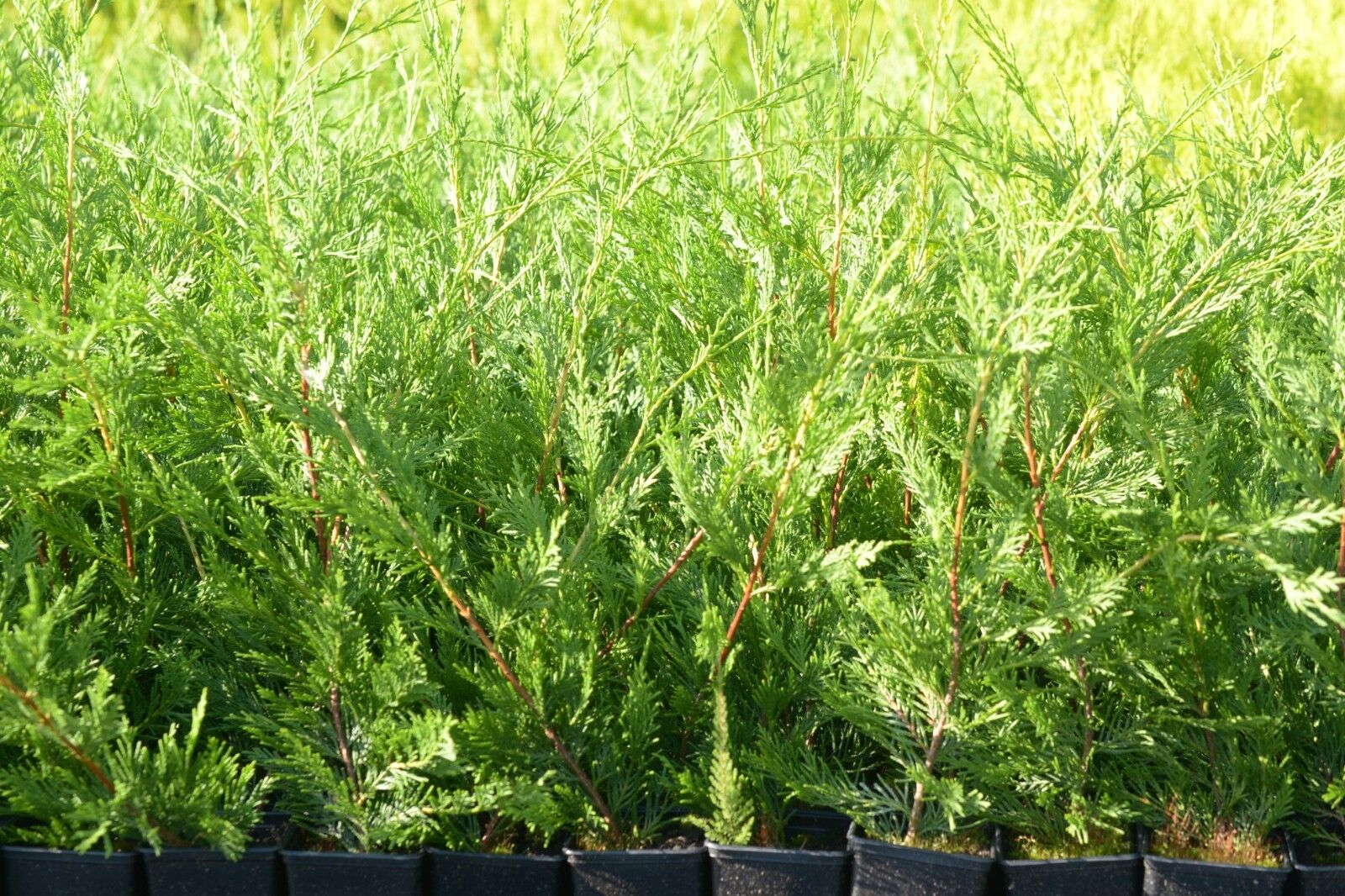 50-70cms LEYLANDII GREEN EVERGREEN CONIFER HEDGING LEYLANDII PLANT