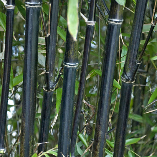 Phyllostachys nigra (Black Bamboo) 3L pot 50 - 80cm Tall