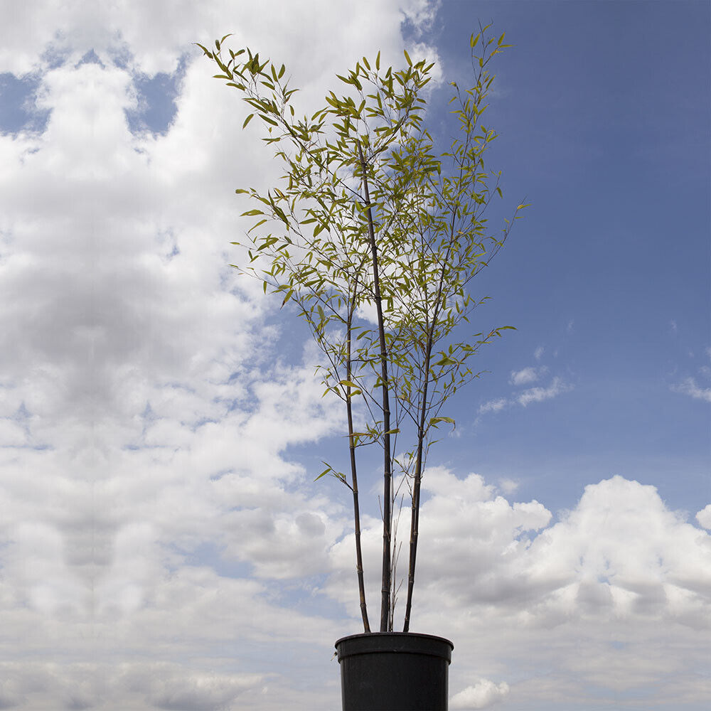 Phyllostachys nigra (Black Bamboo) 3L pot 50 - 80cm Tall