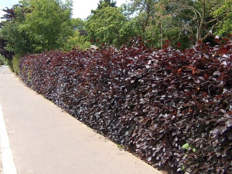 10 Purple Copper Beech Garden hedge plants semi-evergreen bare root hedging 2-3ft