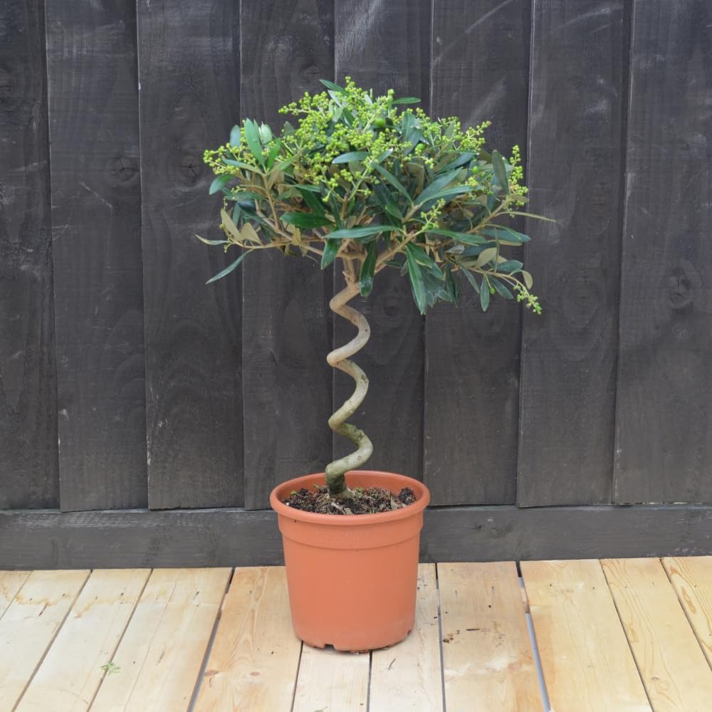 Olive Tree with Spiral Stem - Hardy Shrub - Grey Green Foliage - Low Maintenance Garden - Easy to Grow - Evergreen Plant - Ideal Doorway Display - Edible Fruit - 2X 20cm Pot