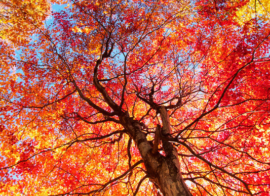 1 Acer rubrum / Red Maple 40-60cm Tall Tree, Stunning Autumn Colours