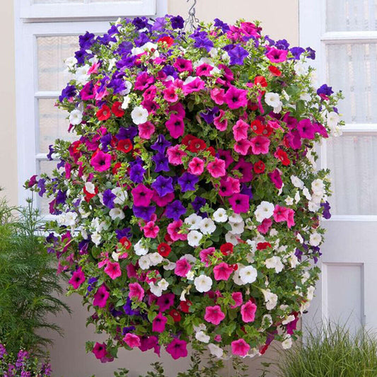 50 Trailing Petunia Colourful Mix Seeds Hanging Basket Window Box Planter Flower