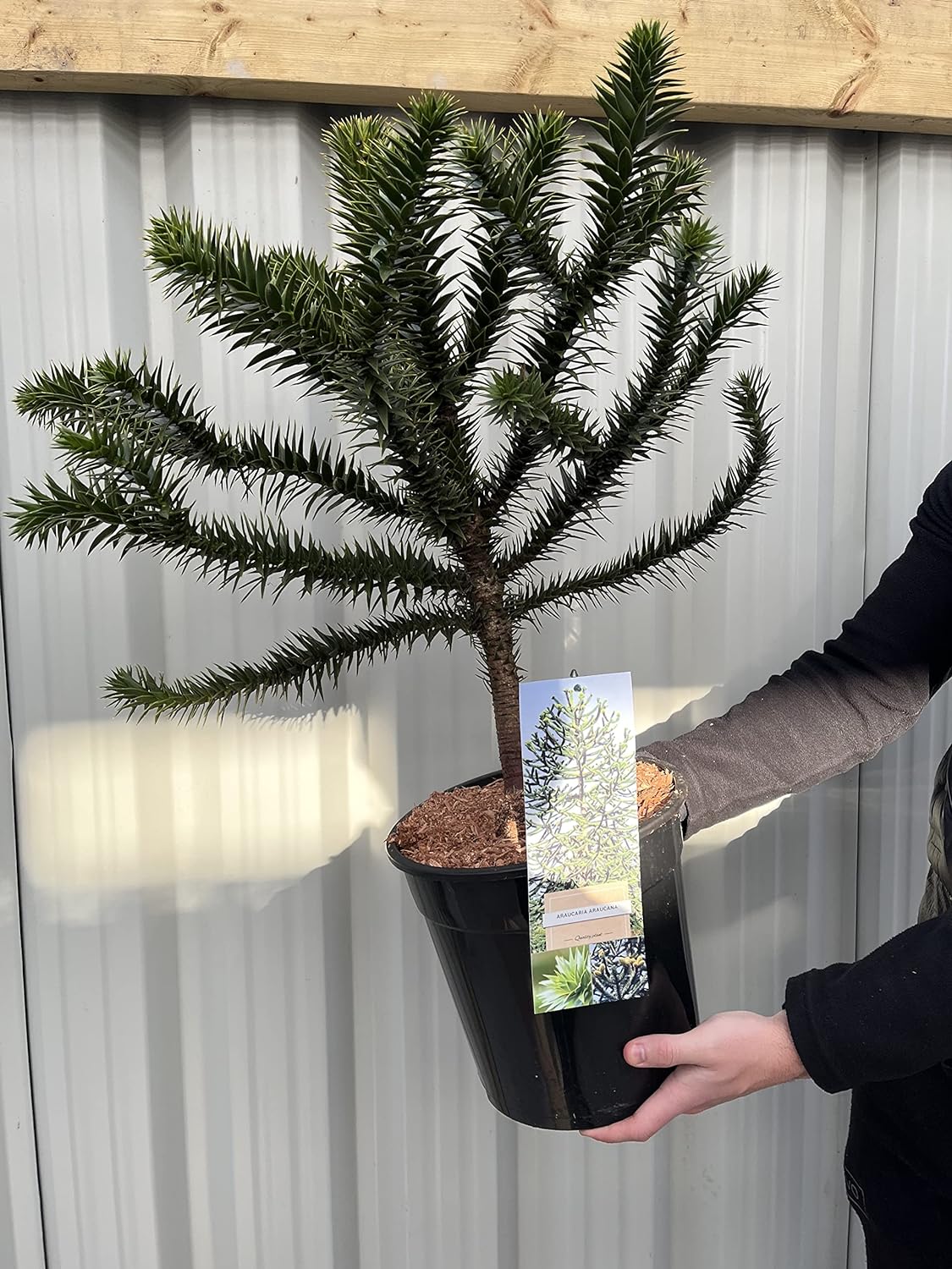 Araucaria Araucana Monkey Puzzle Tree | Large Tree | 5L Pot | Height Including Pot 70-75cm