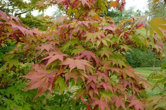 Acer osakazuki In 9cm Pot