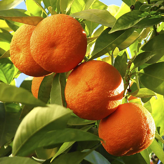 Large Orange Tree in a 6L Pot