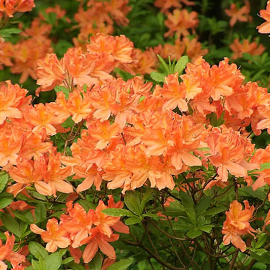 1 X ORANGE AZALEA JAPANESE EVERGREEN SHRUB HARDY GARDEN PLANT IN POT