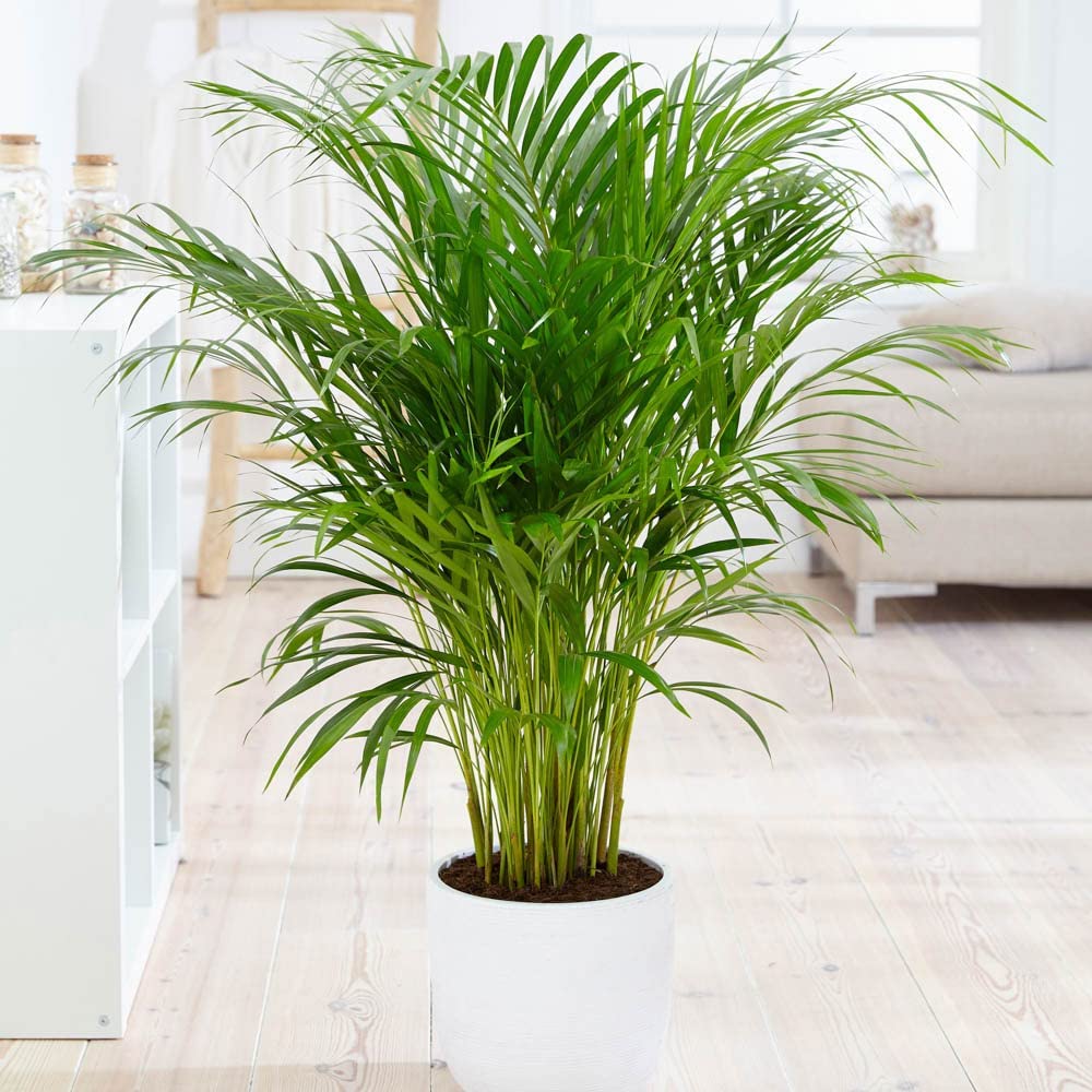 Areca palm (Butterfly Palm) 14cm pot 50-60cm tall - easy care indoor houseplant