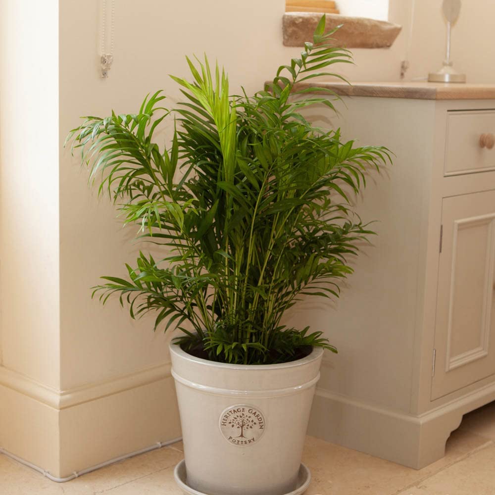 Areca palm (Butterfly Palm) 14cm pot 50-60cm tall - easy care indoor houseplant