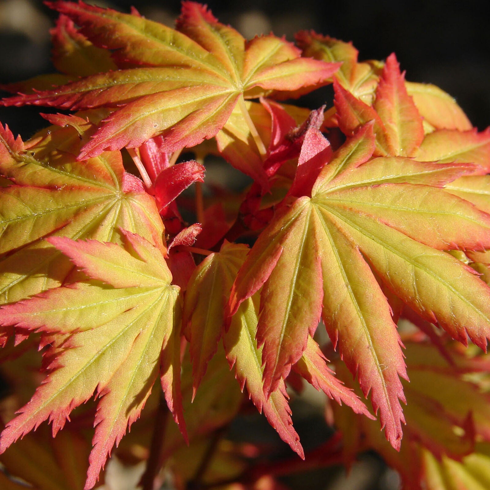 Acer palmatum 'Orange Dream' | Japanese Maple Deciduous Garden Plant Tree In Pot