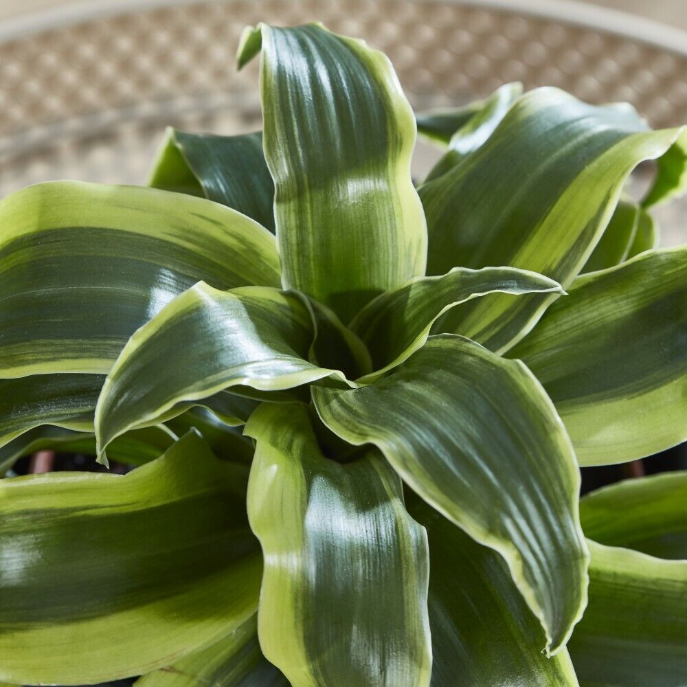 Dracaena Tender Shrub Indoor Feature House Plant 'Tornado' 12cm Pot