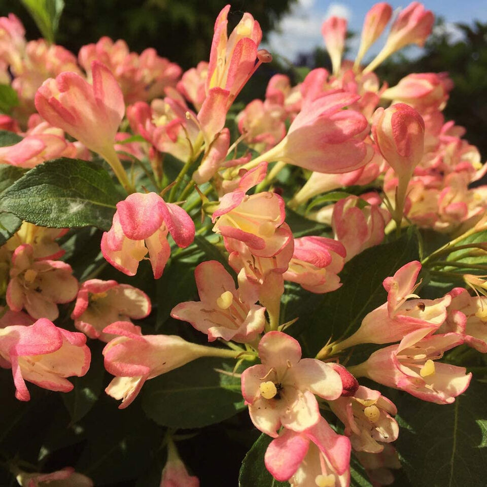 Weigela All Summer Peach | Outdoor Garden Ready Deciduous Potted Shrubs Plants