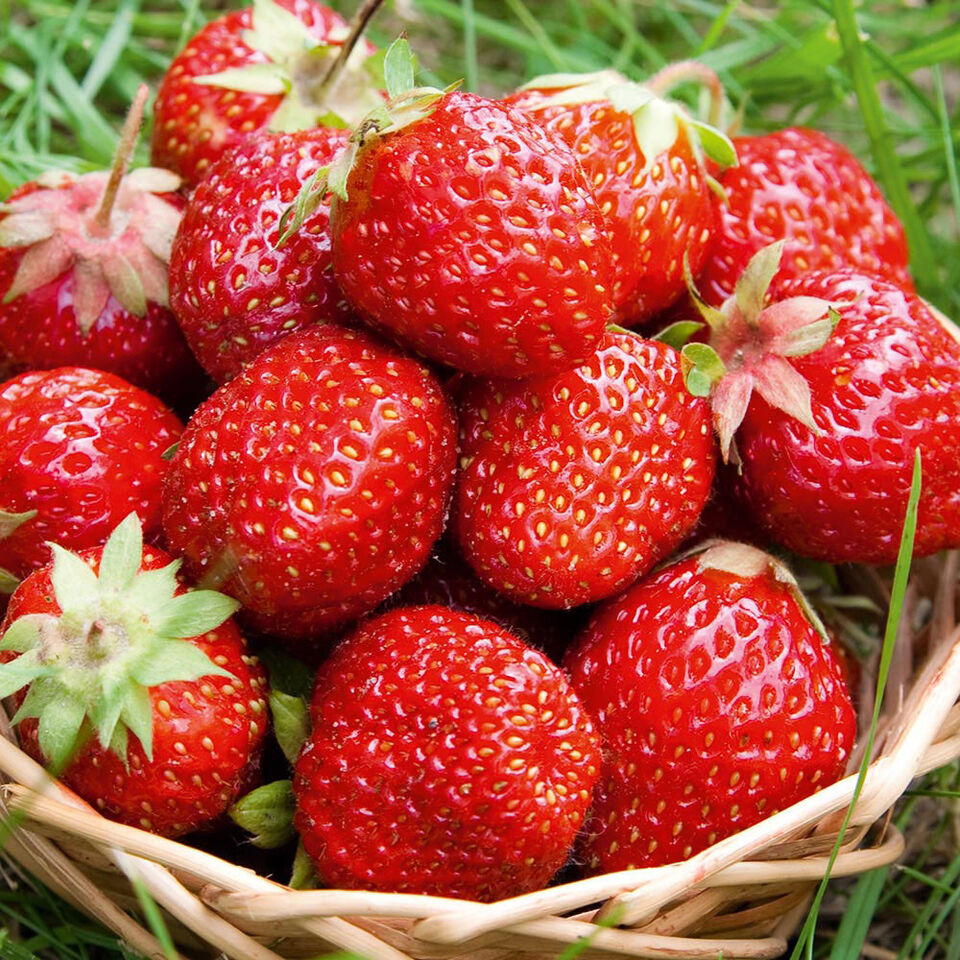 5 X STRAWBERRY SWEETHEART BAREROOT FRUIT GARDEN PLANTS POTTING GRADE