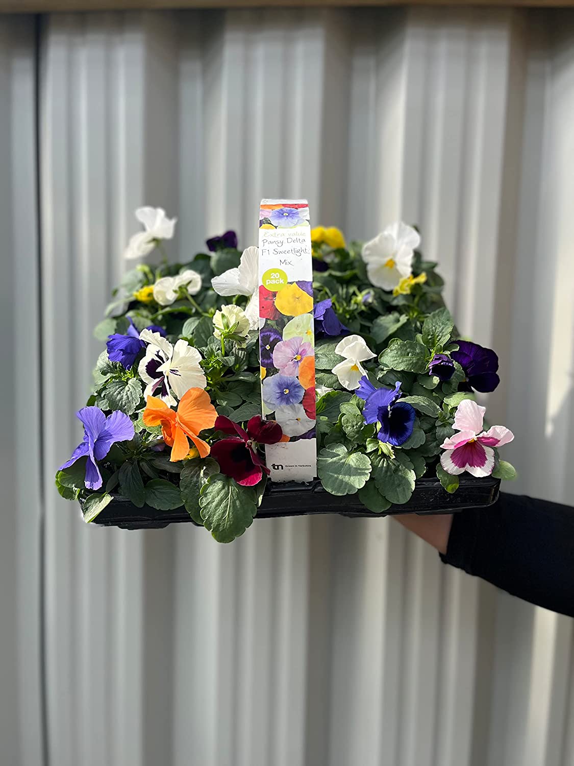 20 Pack Pansies | Garden Ready Plants | Mixed Colours -