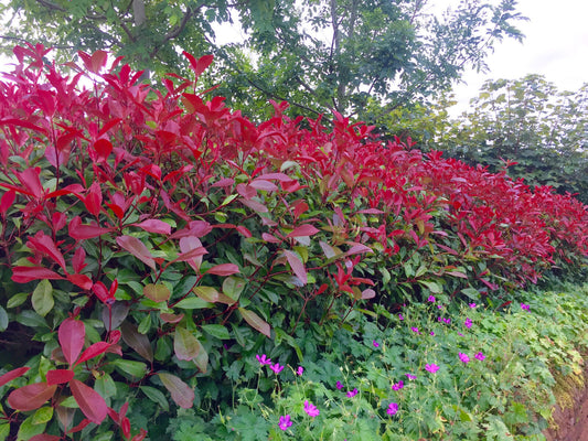 5×(2ft) tall Cherry Laurel and 5×(2ft) tall Photinia red robin plants