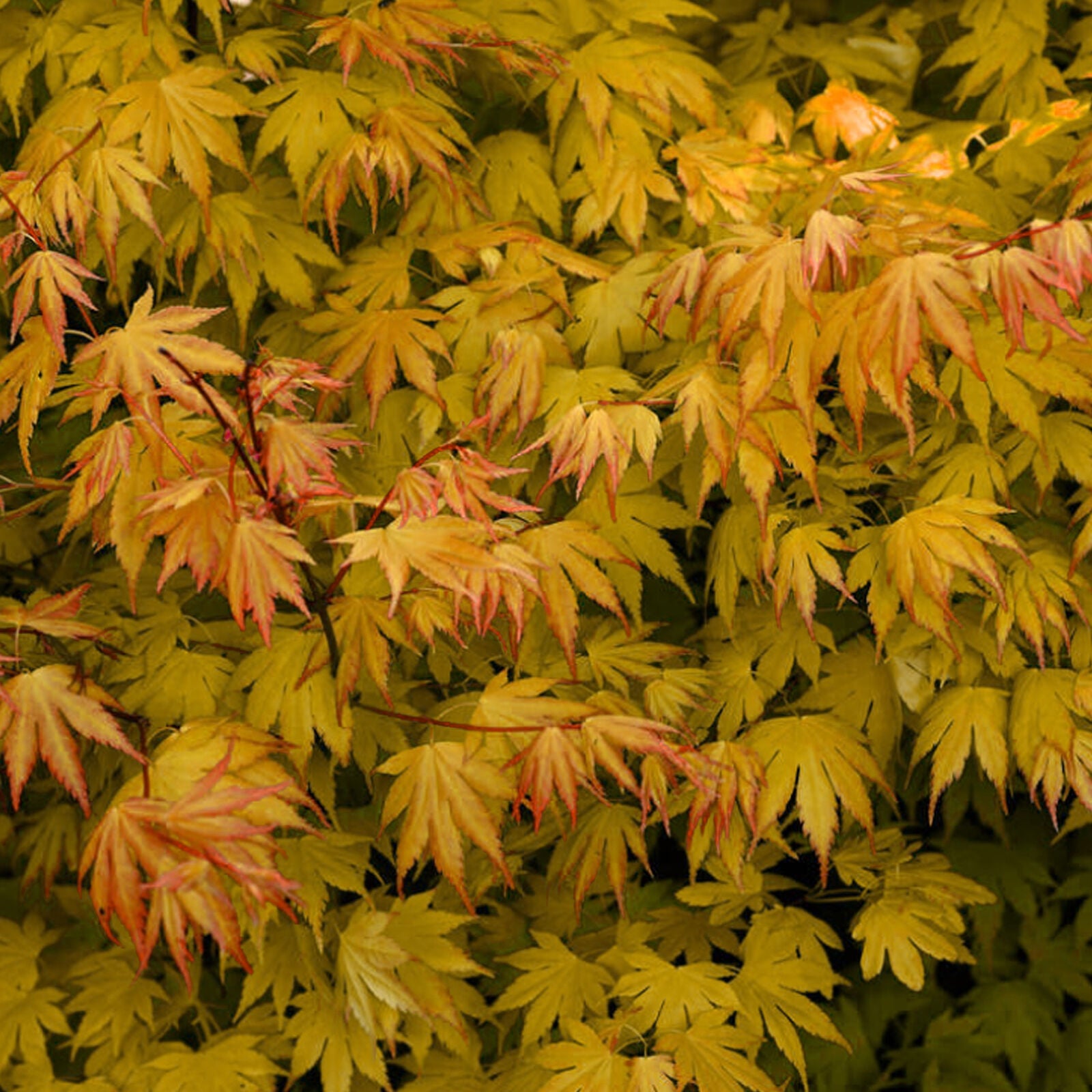 Acer palmatum 'Orange Dream' | Japanese Maple Deciduous Garden Plant Tree In Pot