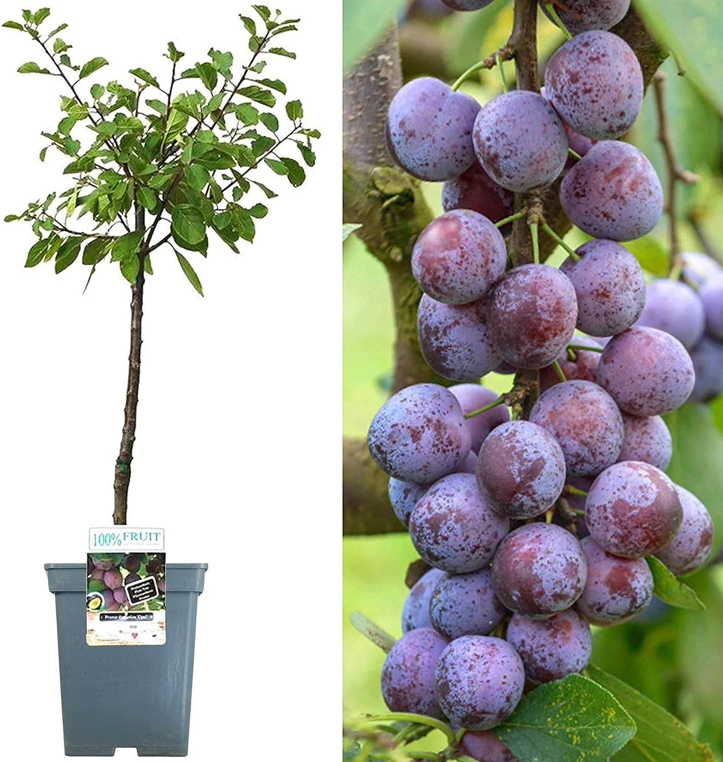 Patio Fruit Tree Collection | Premium Grade Fruits | Ideal for Small Gardens & Borders |,, Plum, Tree | 2-3ft ('Opal' Plum Tree)