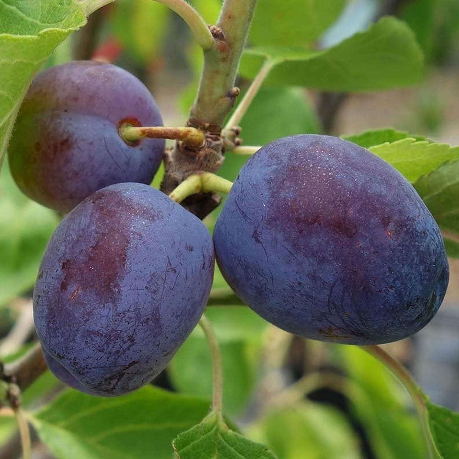 Patio Fruit Tree Collection | Premium Grade Fruits | Ideal for Small Gardens & Borders |,, Plum, Tree | 2-3ft ('Opal' Plum Tree)