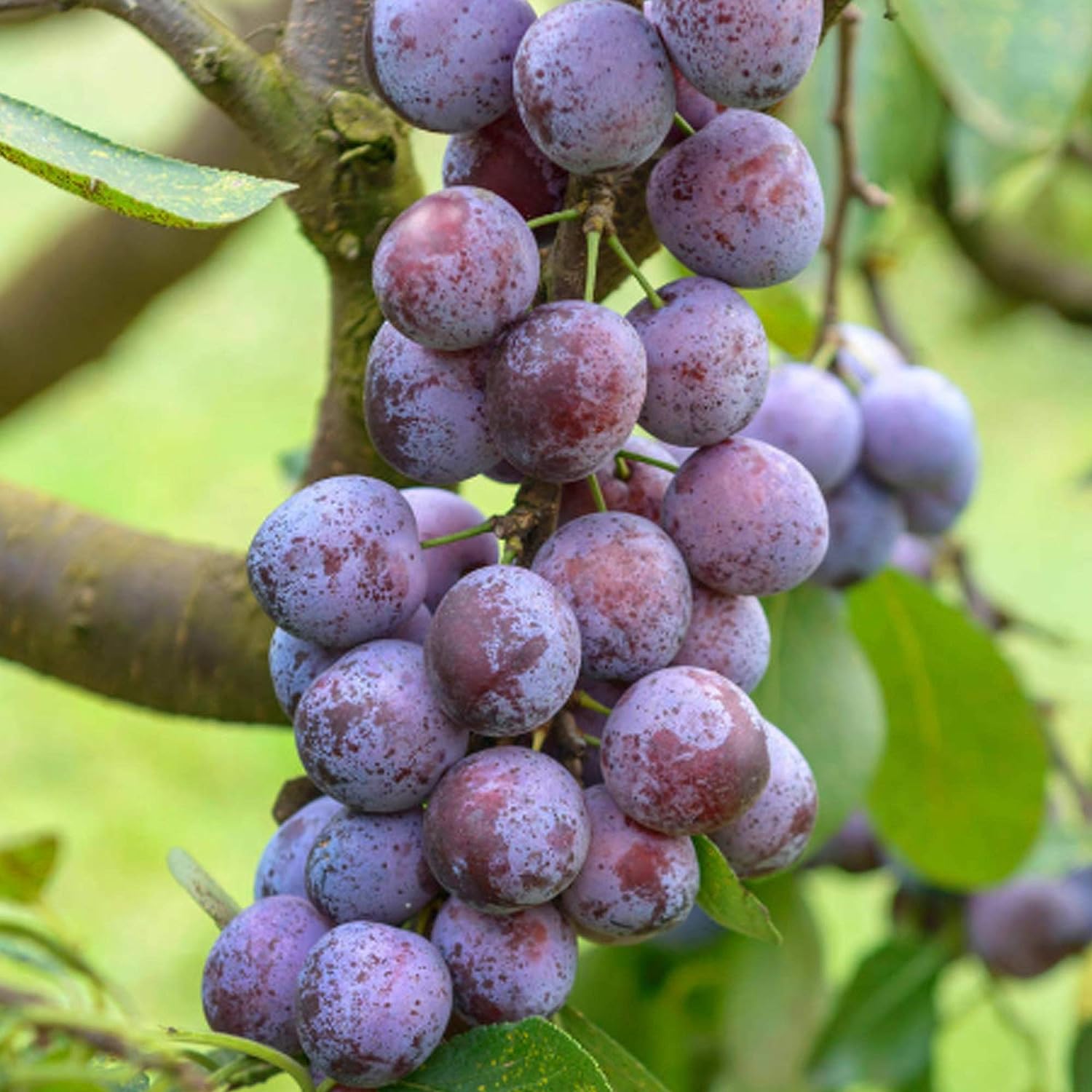 Patio Fruit Tree Collection | Premium Grade Fruits | Ideal for Small Gardens & Borders |,, Plum, Tree | 2-3ft ('Opal' Plum Tree)