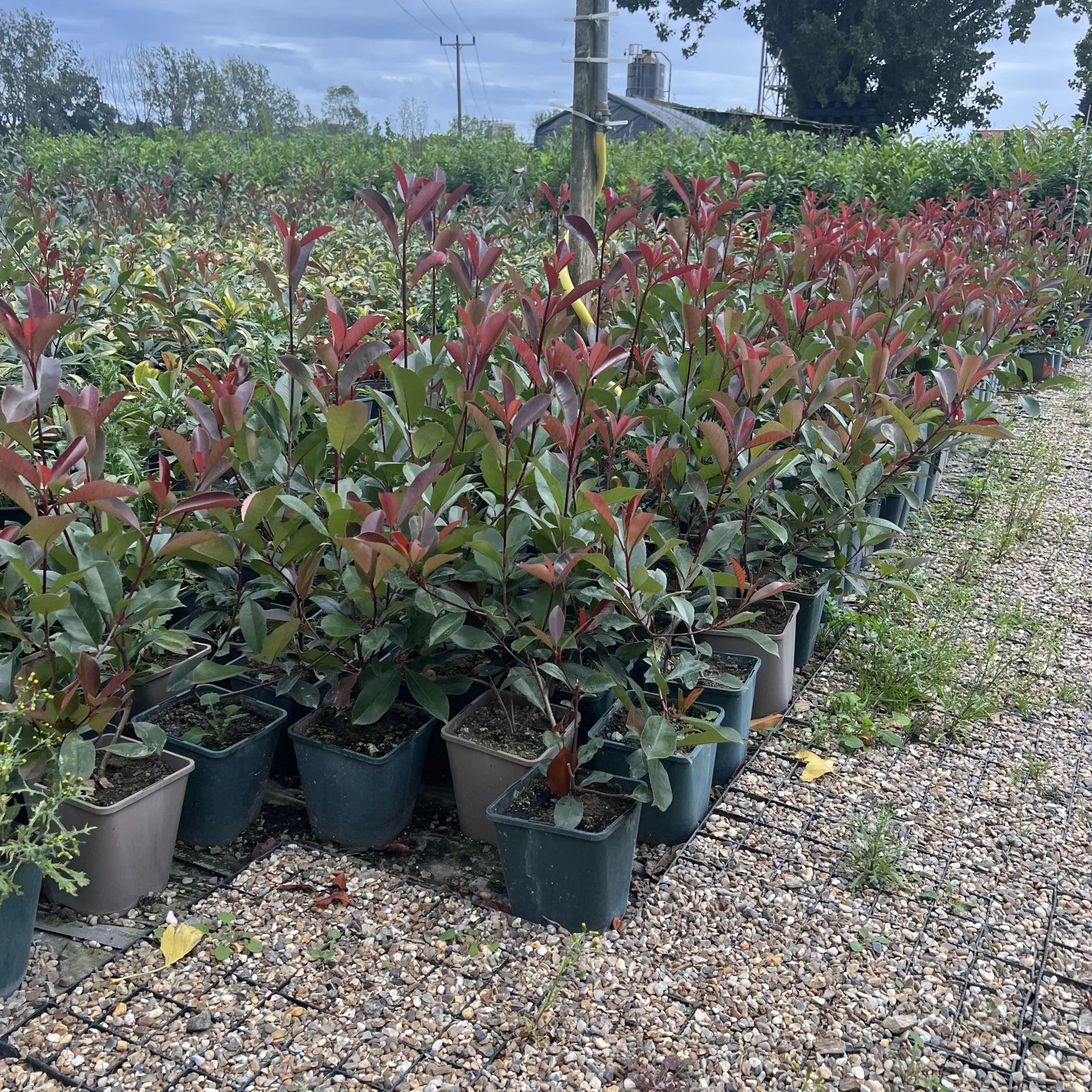 Red Robin Hedging – Photinia Fraseri Red Robin 50-70cm Pot Grown Bundle of 10 Plants