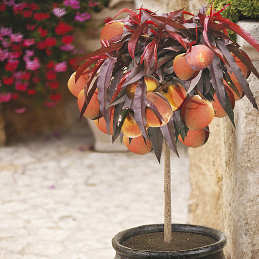 Patio Peach tree 'Crimson' (R) bare root tree 70cm