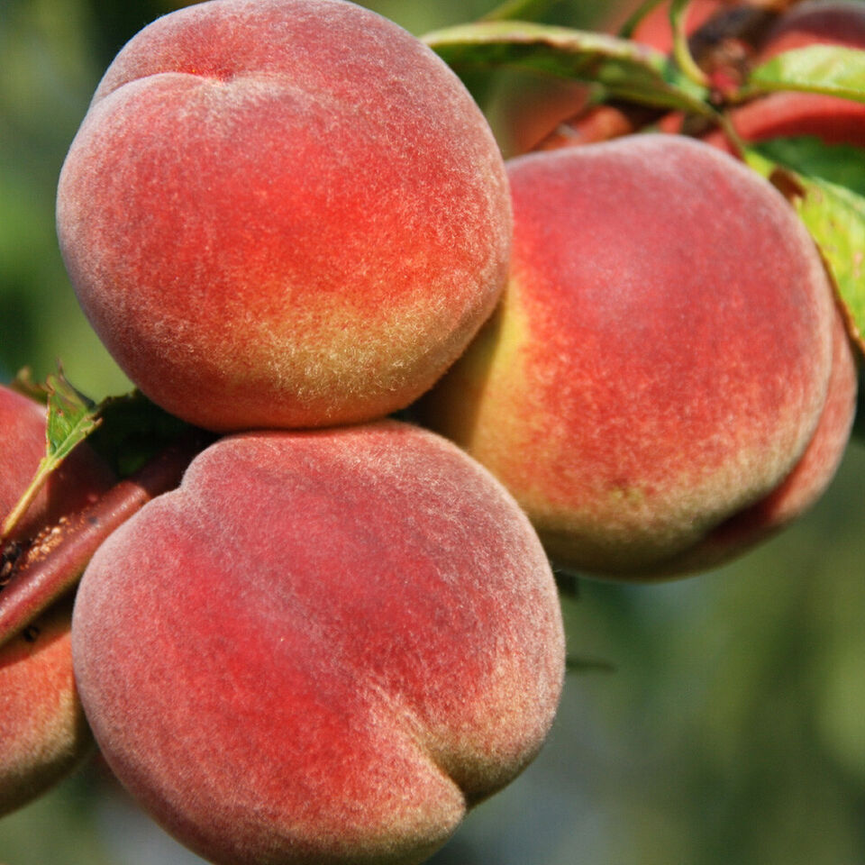 Patio Peach tree 'Crimson' (R) bare root tree 70cm