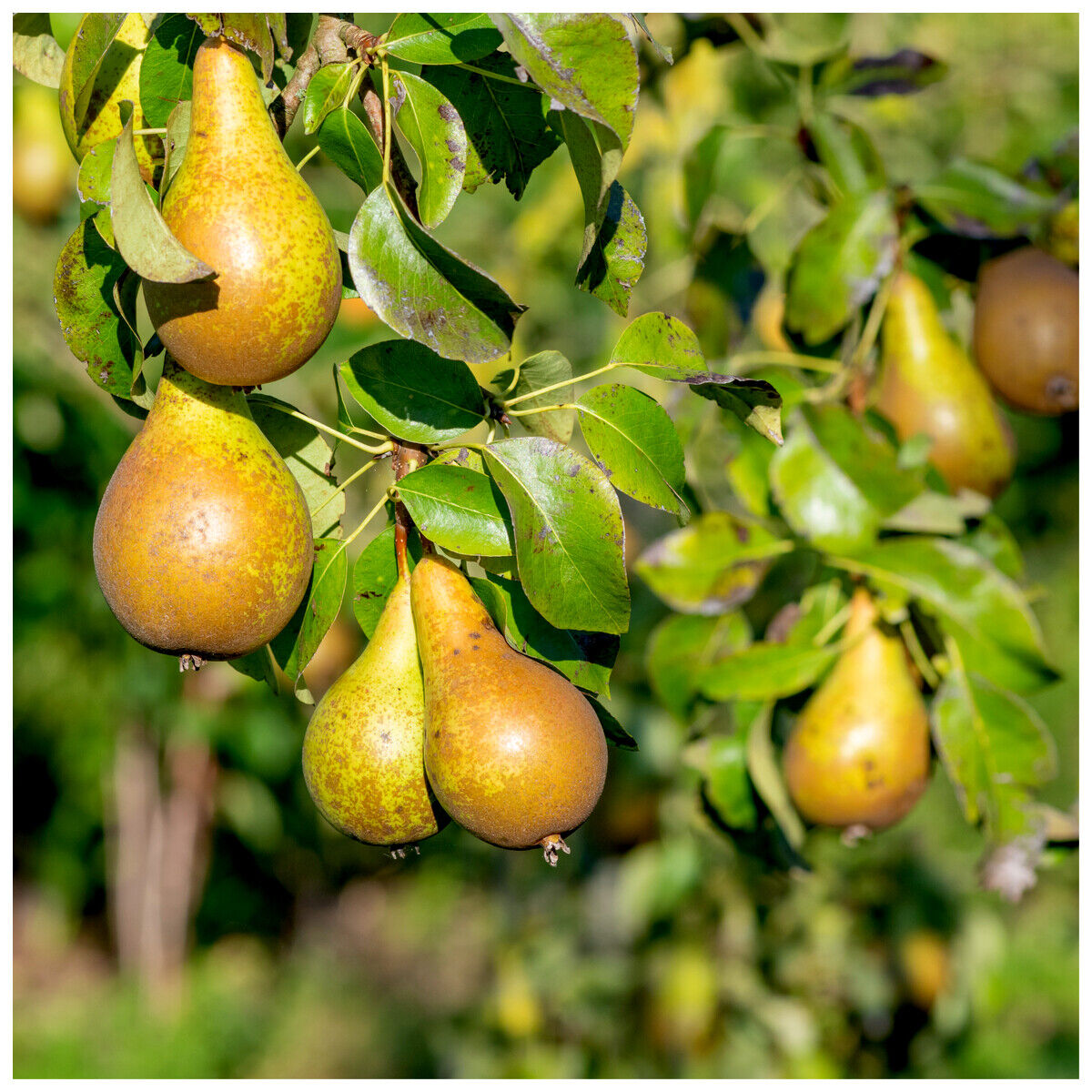 Conference Pear Tree 4-5ft Tall, Self-Fertile & Heavy Cropper, Ready to Fruit. Bare rooted