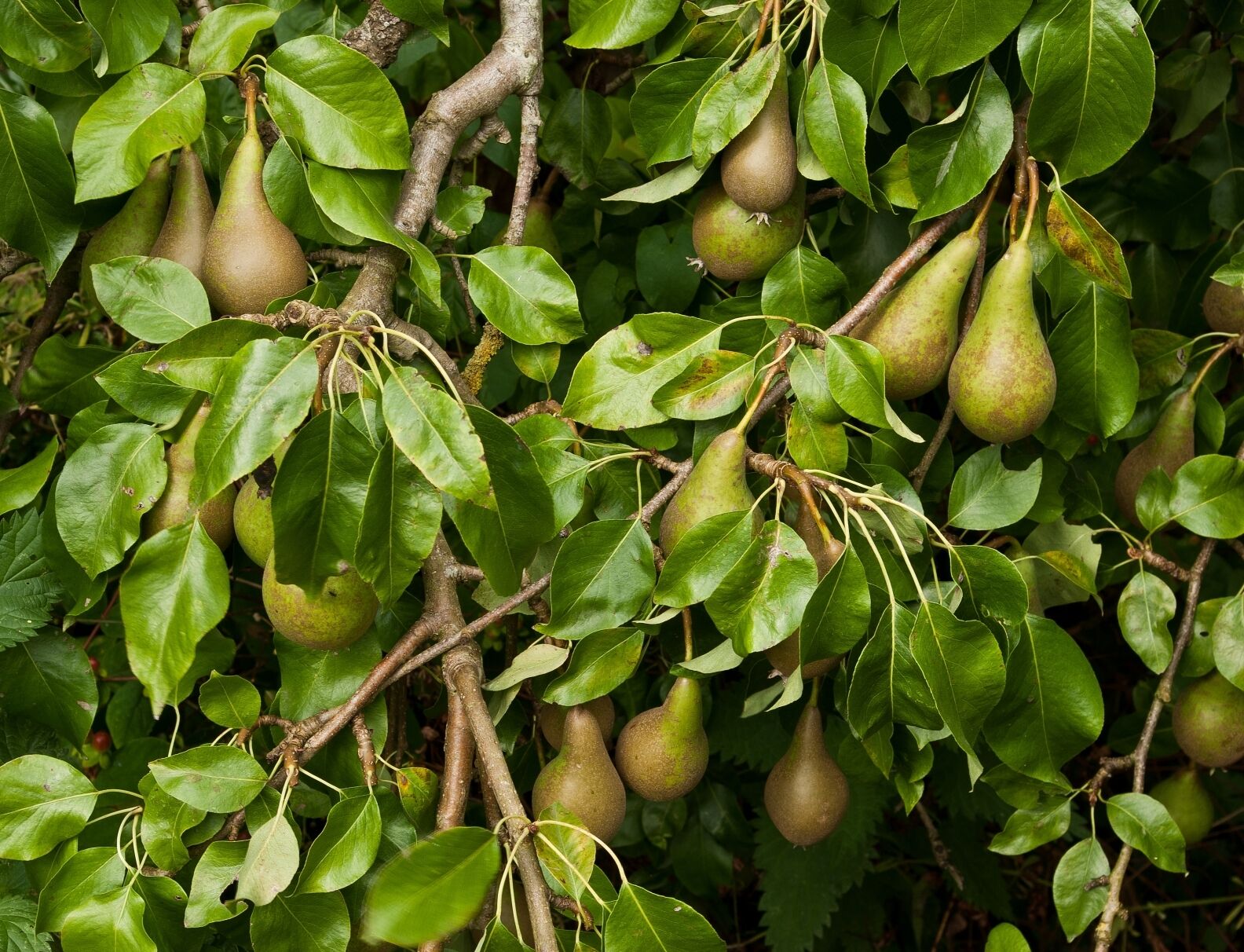 Conference Pear Tree 4-5ft Tall, Self-Fertile & Heavy Cropper, Ready to Fruit. Bare rooted