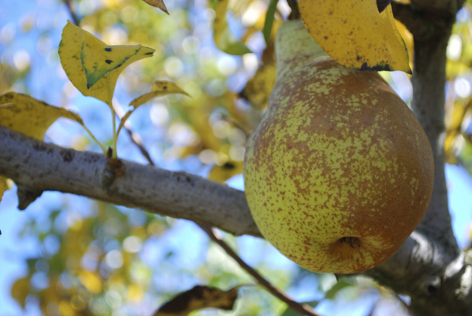 Conference Pear Tree 4-5ft Tall, Self-Fertile & Heavy Cropper, Ready to Fruit. Bare rooted