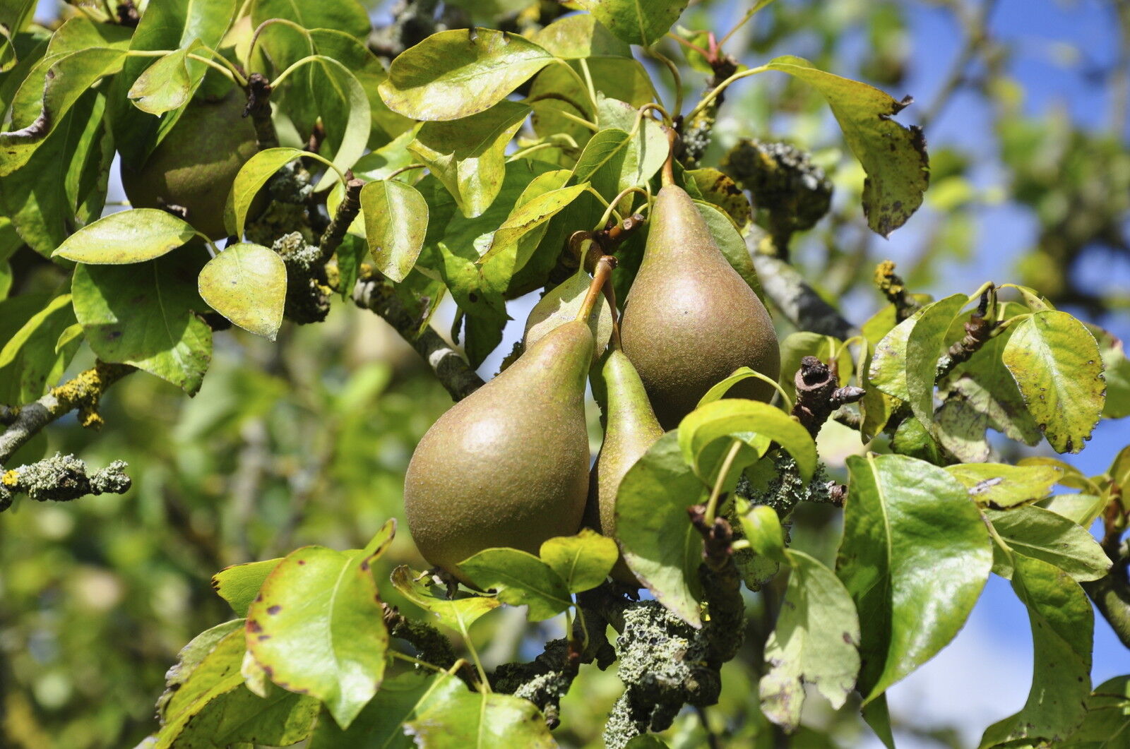 Conference Pear Tree 4-5ft Tall, Self-Fertile & Heavy Cropper, Ready to Fruit. Bare rooted