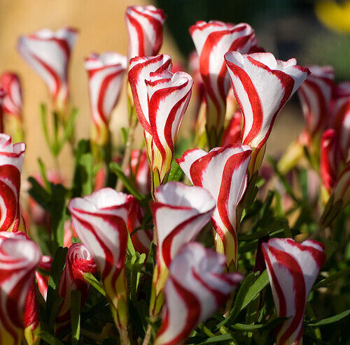 6 x OXALIS Versicolor - CANDY CANE SORREL - Perennial Garden Plant BULBS