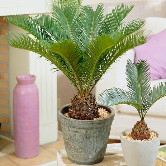 Cycas Revoluta | Indoor 30-40cm Potted Sago Palm | Houseplants for Sale