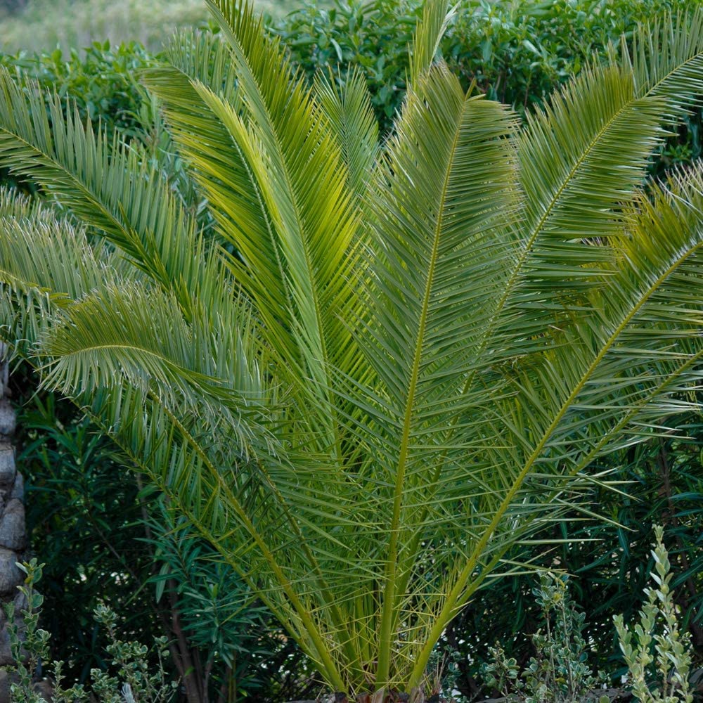 Hardy Phoenix Palm Trees 60-80cm Tall in a 15cm Pot - Exotic Patio Plants Perfect for Gardens or House Plants - Tropical Hardy Outdoor Plants (Individual)