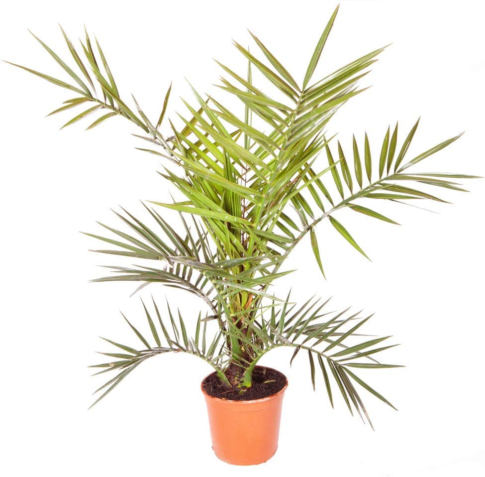 Hardy Phoenix Palm Trees 60-80cm Tall in a 15cm Pot - Exotic Patio Plants Perfect for Gardens or House Plants - Tropical Hardy Outdoor Plants (Individual)