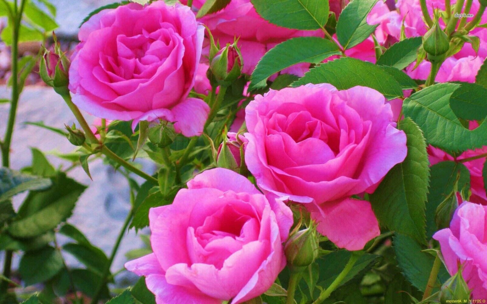 Pink Rose Flower Seeds Garden Plant 10 Seeds