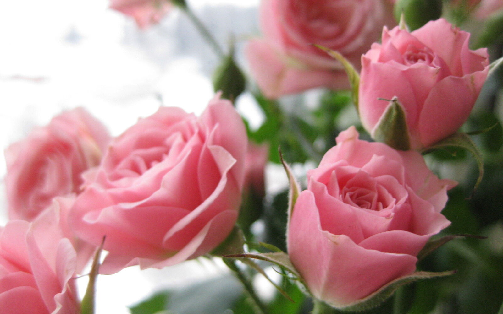 Pink Rose Flower Seeds Garden Plant 10 Seeds